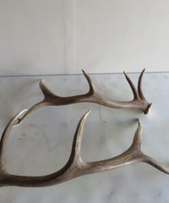 Elk Antler Sheds 6×5 E-106A