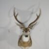 Axis Deer Taxidermy