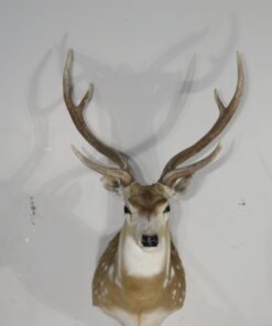 Axis Deer Taxidermy