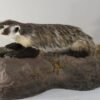Badger Taxidermy For Sale