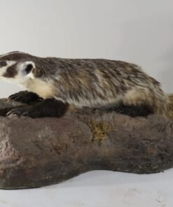 Badger Taxidermy For Sale
