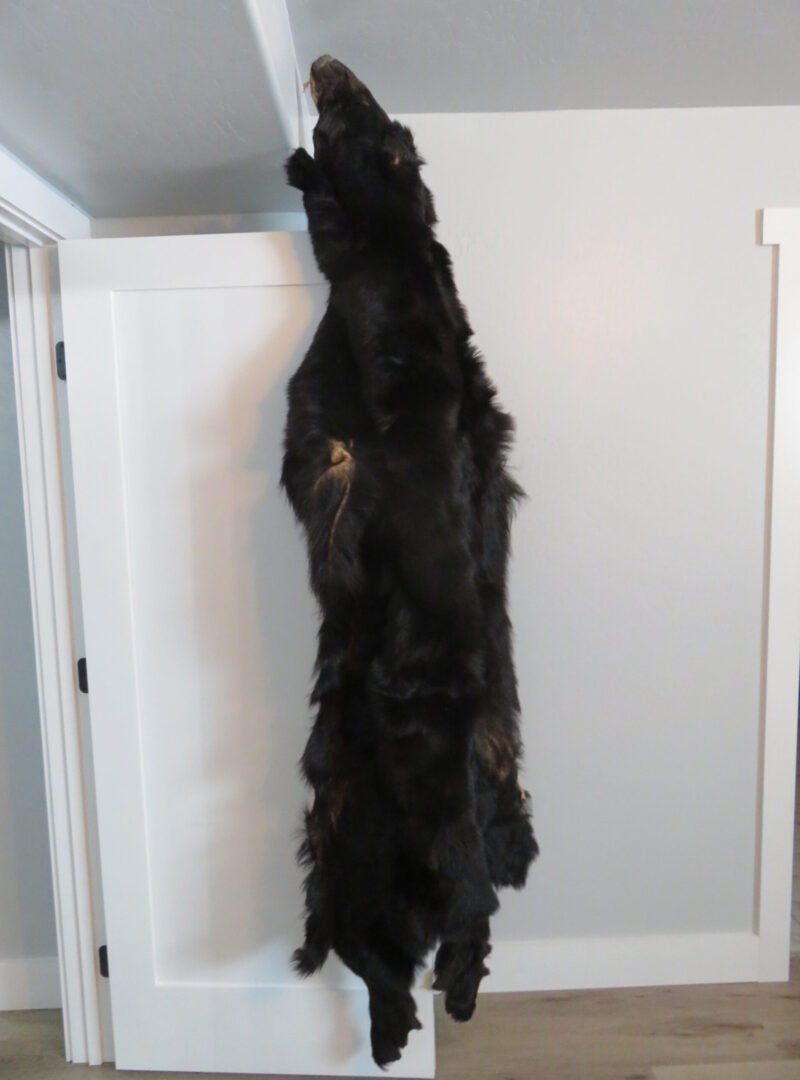 Large Alaskan Black Bear Tanned Hide