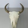 Bison Skulls For Sale