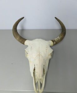 Bison Skulls For Sale