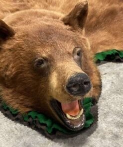 Brown Bear Rug For Sale
