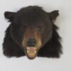 Black Bear Taxidermy For Sale