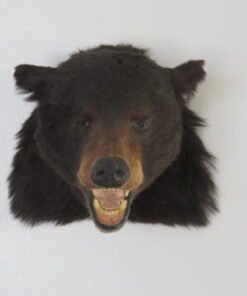 Black Bear Taxidermy For Sale