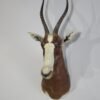 African Blesbok Taxidermy Mount