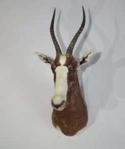 African Blesbok Taxidermy Mount