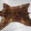 Bear Skin Rug