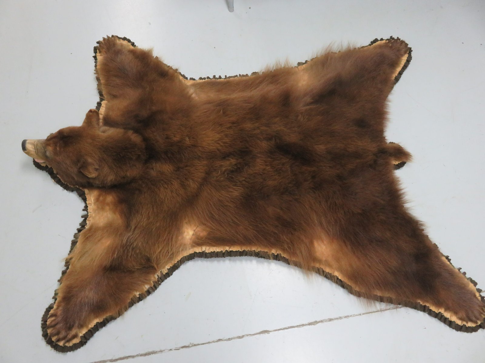 Bear Skin Rug