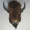 Buffalo Mount For Sale
