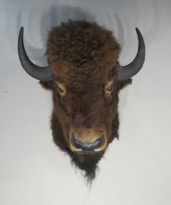 Buffalo Mount For Sale
