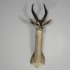 Gerenuk Taxidermy Shoulder Mount. X-158GE