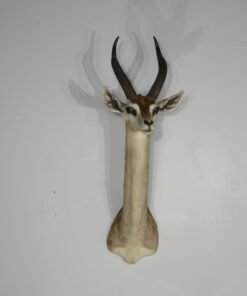 Gerenuk Taxidermy Shoulder Mount. X-158GE