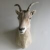 Bighorn Ewe Shoulder Mount