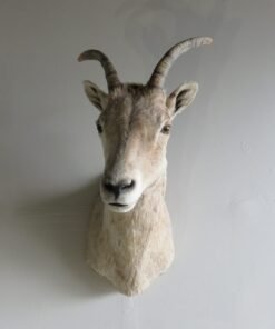 Bighorn Ewe Shoulder Mount