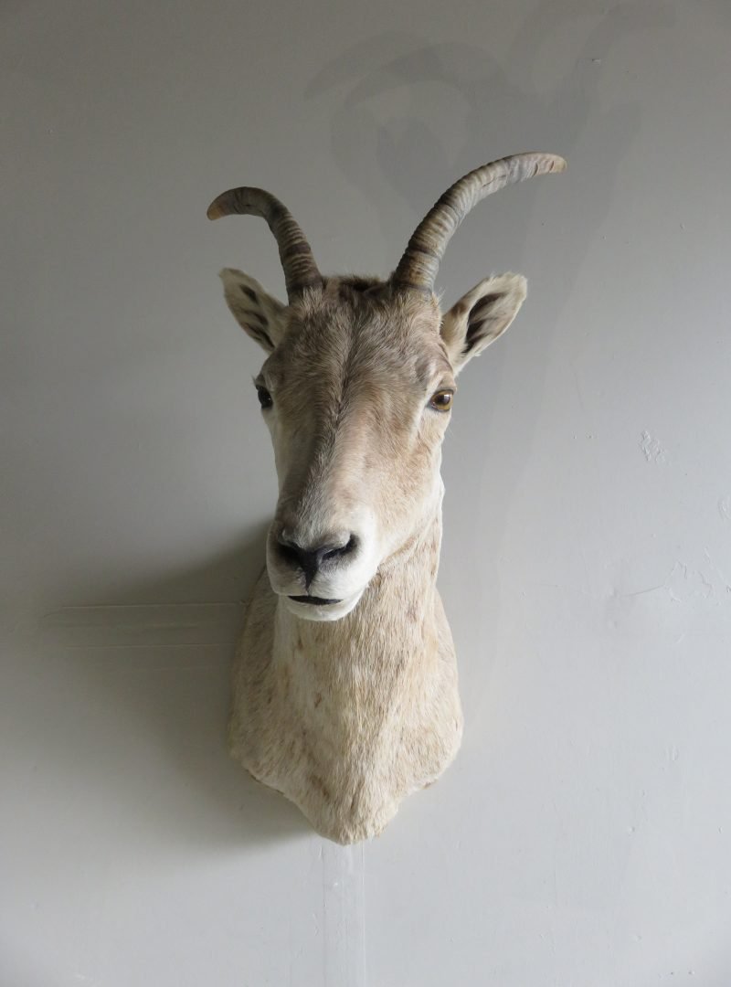 Bighorn Ewe Shoulder Mount