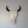 Bison Skull For Sale