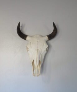 Bison Skull For Sale