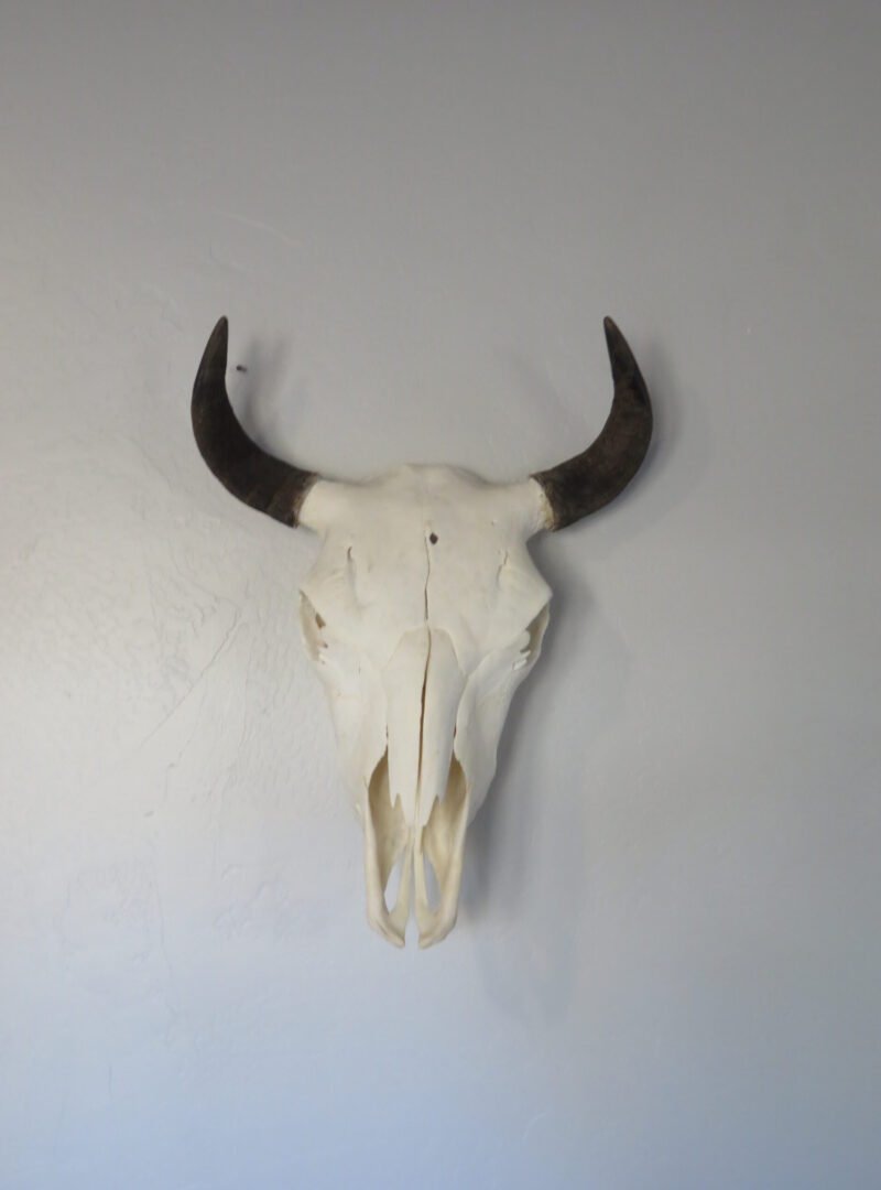 Bison Skull For Sale
