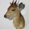 Bush Duiker Shoulder Mount