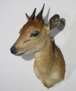 Bush Duiker Shoulder Mount