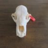 Black Bear Skull For Sale