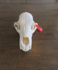 Black Bear Skull For Sale