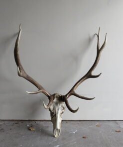 Elk European Mount E-103E