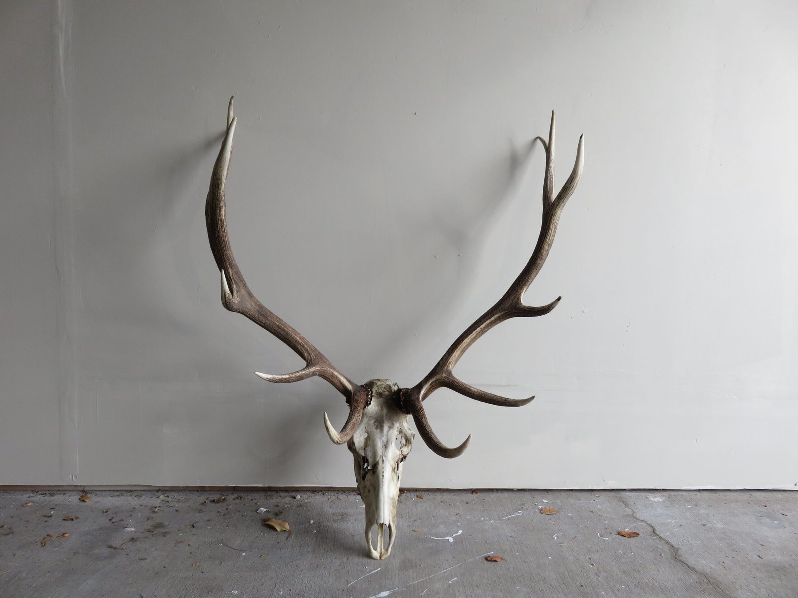 Elk European Mount E-103E