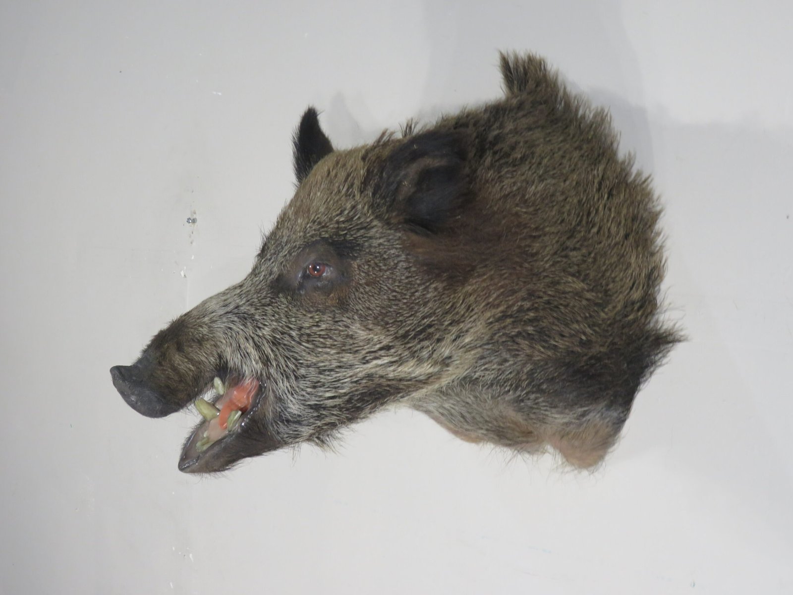 Russian Boar Taxidermy