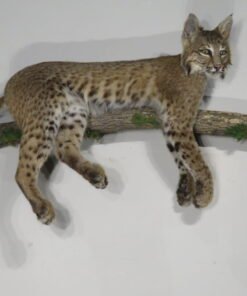 Bobcat Taxidermy For Sale