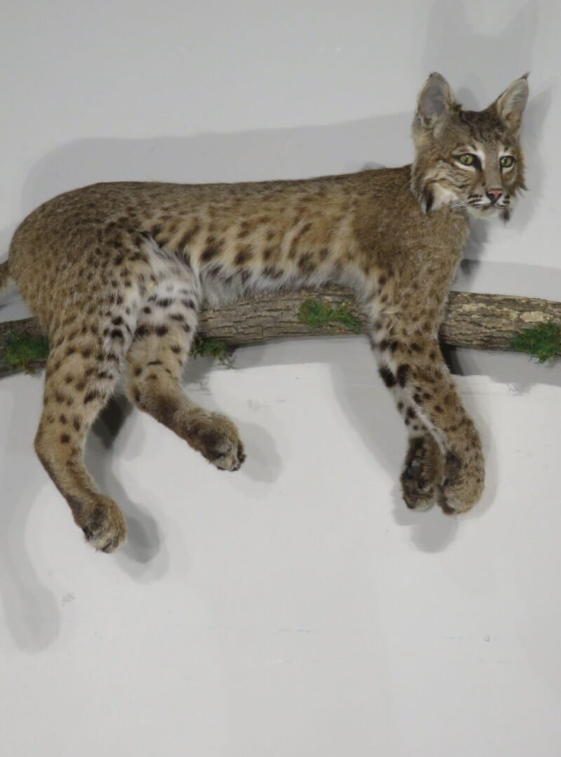 Bobcat Taxidermy For Sale