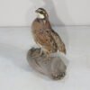 Bob White Quail Taxidermy