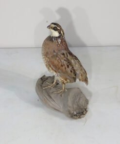 Bob White Quail Taxidermy