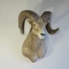 Boone & Crockett Bighorn Ram