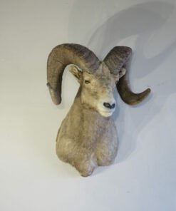 Boone & Crockett Bighorn Ram