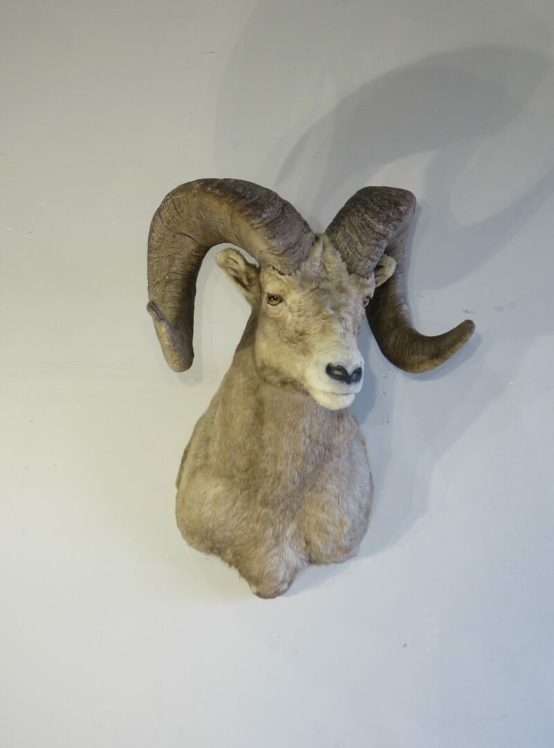 Boone & Crockett Bighorn Ram