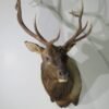 bull elk taxidermy