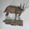 African Bushbuck Mount