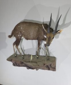 African Bushbuck Mount