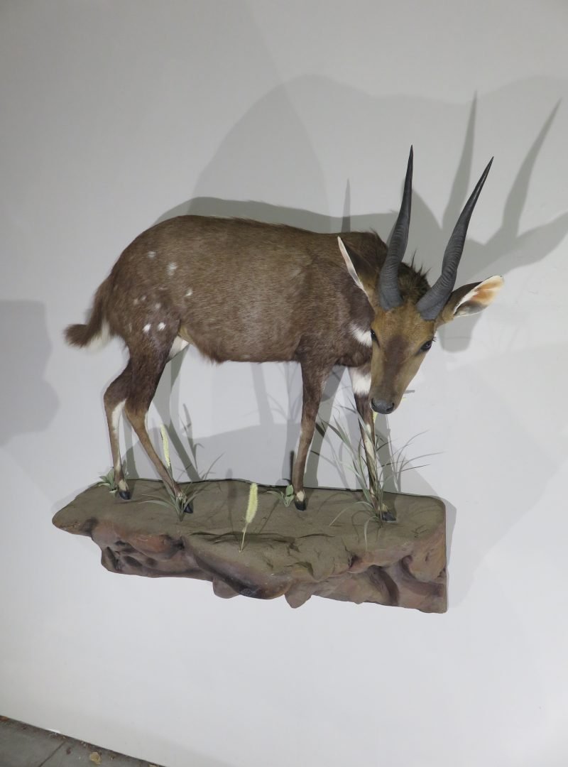 African Bushbuck Mount