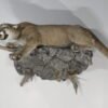 Taxidermy Mountain Lion For Sale