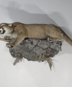 Taxidermy Mountain Lion For Sale
