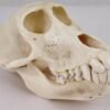 Baboon Skull For Sale