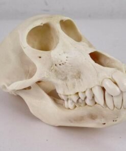 Baboon Skull For Sale