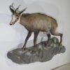 Chamois Life-Size Mount