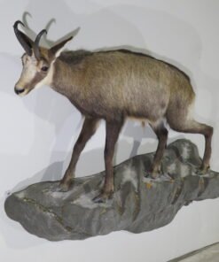 Chamois Life-Size Mount