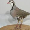 chukar taxidermy